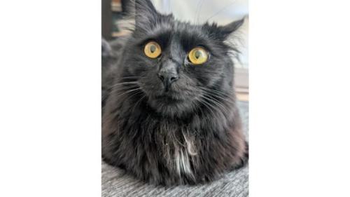 見上げる猫