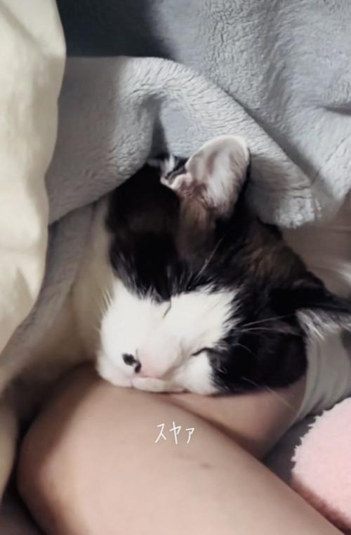 旦那さんと一緒に寝る保護猫