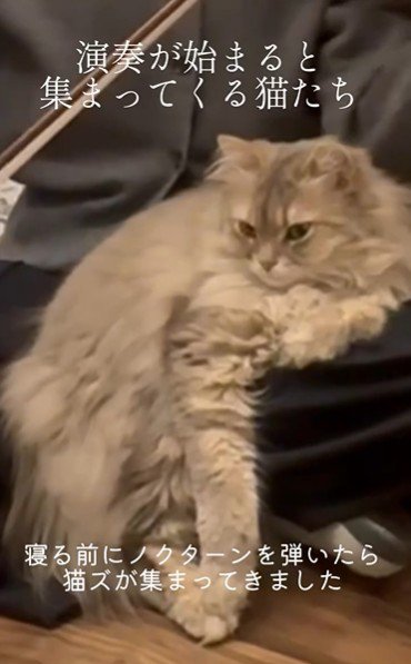 人の膝の上に座っている猫