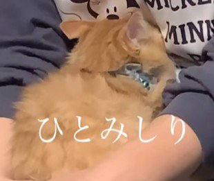 イカ耳になっている子猫の後ろ姿