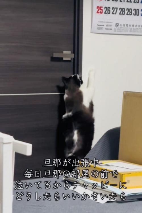 旦那さんの部屋のドアノブに前足を伸ばす保護猫
