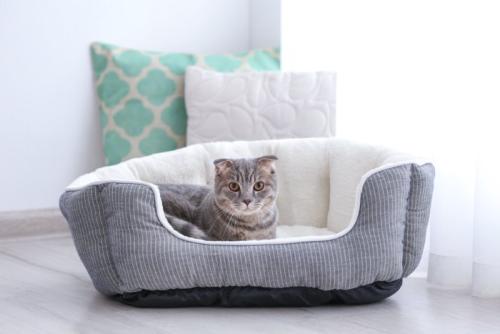 寝床に入る猫
