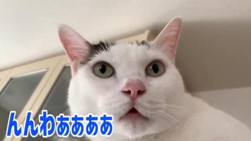 冷蔵庫の上で鳴いている猫