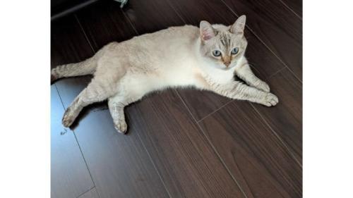 室内にいる猫