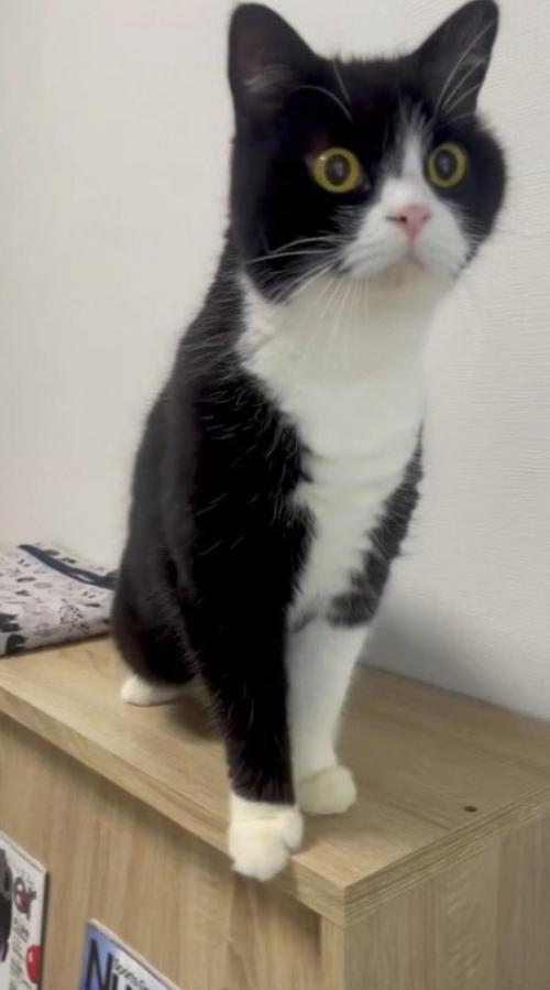 何かを見つめながら近づく猫