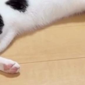 ふと『床でくつろぐ猫』を見たら→『パパのスリッパ』に…ママ爆笑の『まさかの光景』に「気を失ってるのかとw」「人には見せられないw」