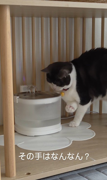給水器の前の猫