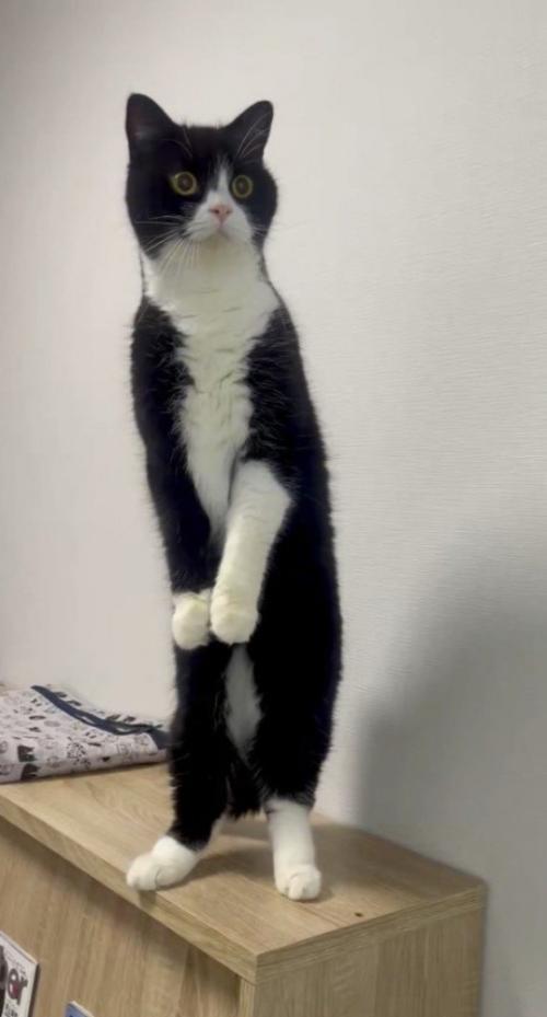 直立したまま遠くを見つめる猫