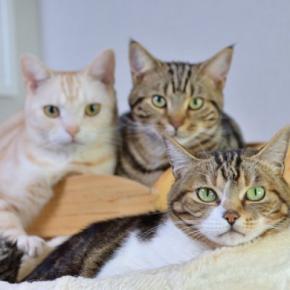 猫の『多頭飼い』で起こりうる悩み事3選　猫同士の相性や思わぬトラブル…困ったときの対処法までご紹介