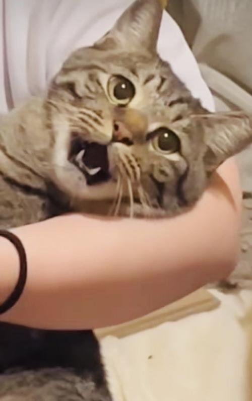 ママさんに爪を切られるキジトラ猫