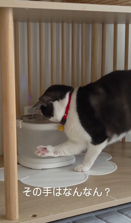 給水器の前の猫