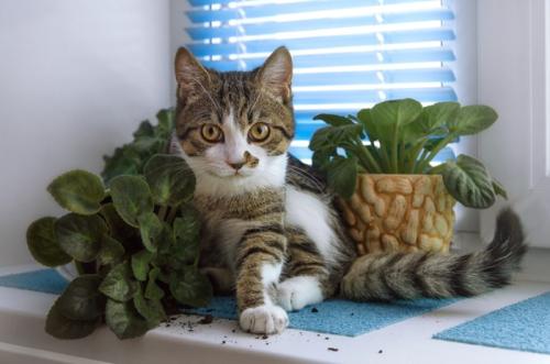 窓辺の鉢植えをひっくり返した猫