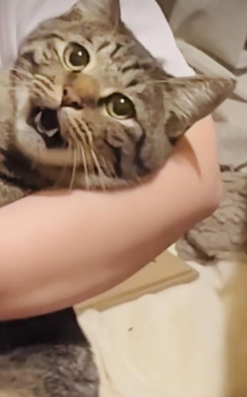 ママさんに爪を切られるキジトラ猫