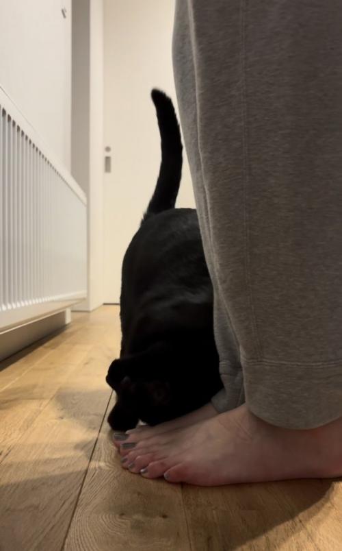 ママさんの足にスリスリする黒猫