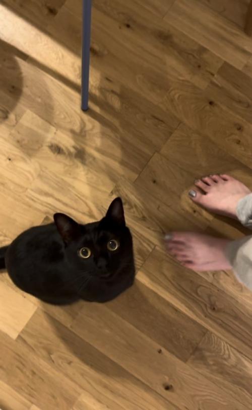 ママさんを見つめる黒猫