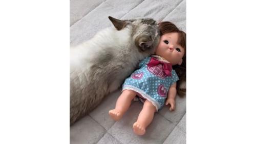 猫と人形