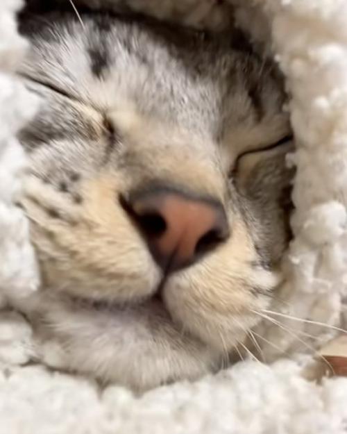 寝る猫