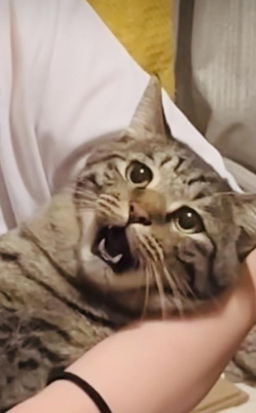 ママさんに爪を切られるキジトラ猫