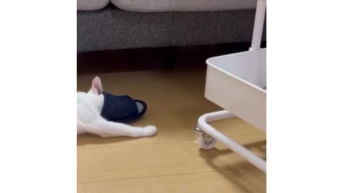 猫とスリッパ