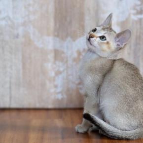 猫の毛に関する特徴『ティッキング』ってなに？代表的な3種や毛色の特徴も解説