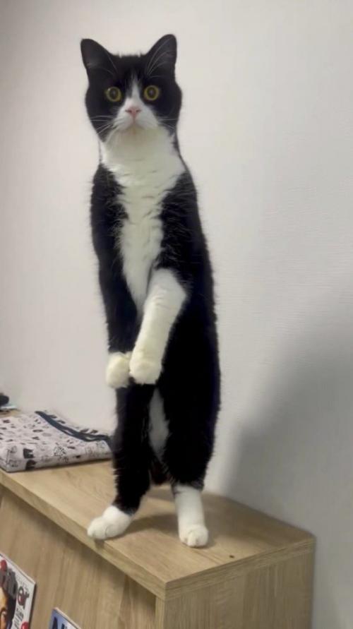 後ろ足で立ち上がる猫