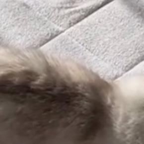 子供たちが家を出たあと、『猫の様子』を見てみると…愛おしい光景が16万表示「お母様と同じ気分でしょうねw」「一緒にいるつもりかも」