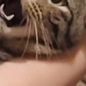 大っ嫌いな『爪切り』を頑張る猫→表情が…この世の終わりのようなリアクションに爆笑「もうだめだぁ〜ｗ」「すごい顔してるｗ」と37万再生