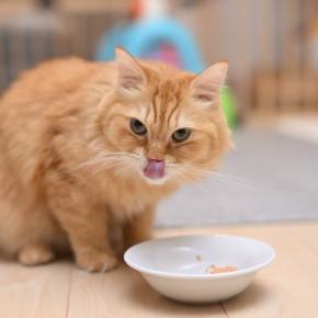 猫に「ご飯をあげるタイミング」とは?気を付けるべき4つのポイント