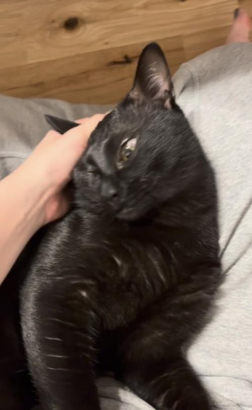 ママさんに頭を撫でてもらう黒猫
