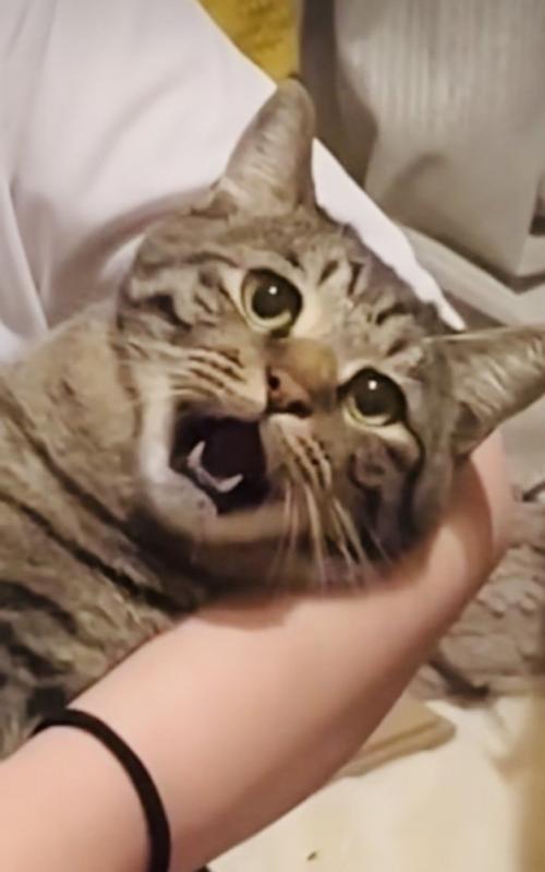 ママさんに爪を切られるキジトラ猫