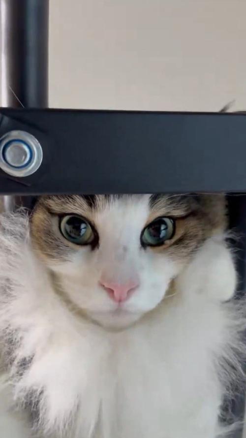 懸垂の器械の下から見守る飼い主を見つめ返す猫