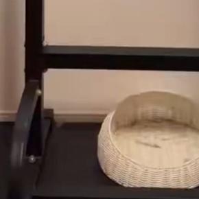 部屋の中を見ると、猫が『まさかの場所』でくつろいでいて……驚きの瞬間に５万いいね「顔ｗｗ」「すっぽりとハマってるｗ」と爆笑の声続出