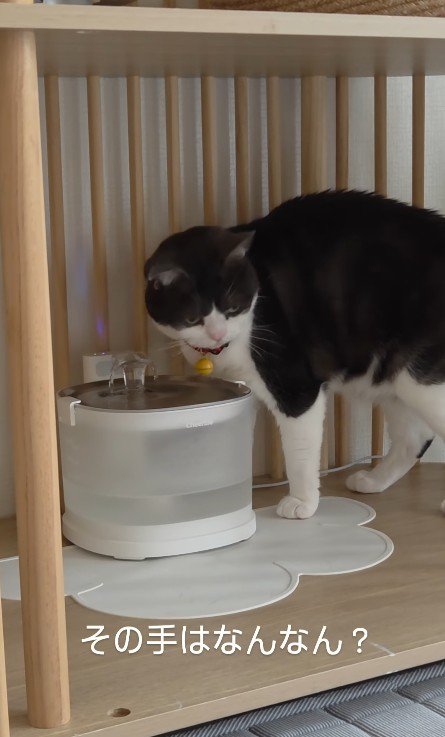給水器の前の猫