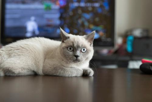テレビと猫