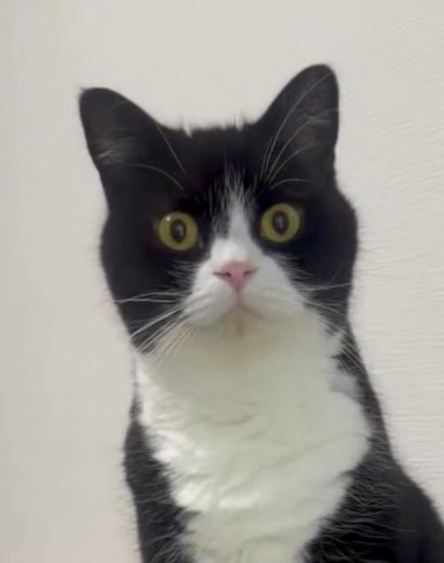 一点を見つめている猫の顔