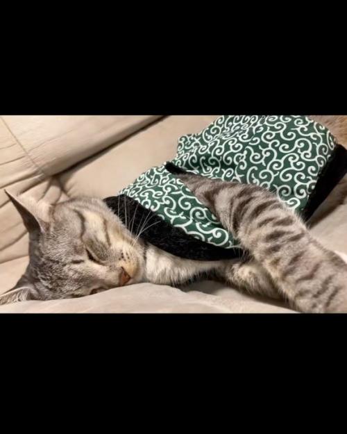 転がる猫