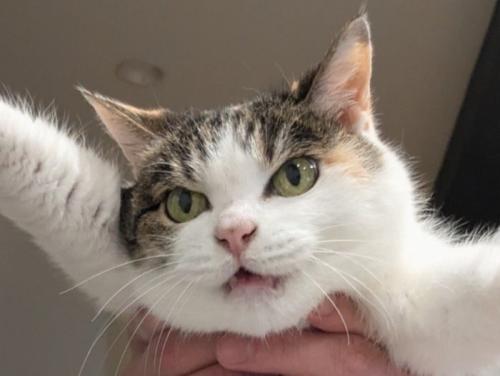 怒った三毛猫の顔のアップ