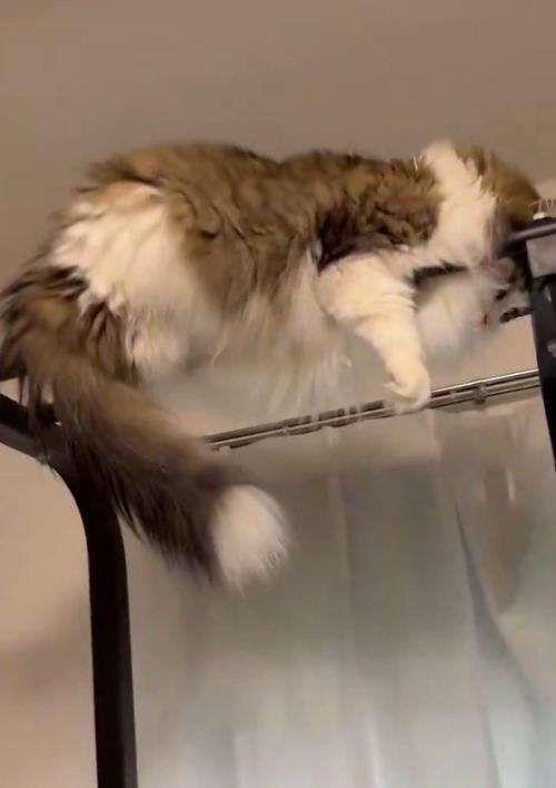 懸垂のバーの間に挟まっている猫