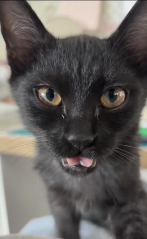 フレーメン反応をする黒猫
