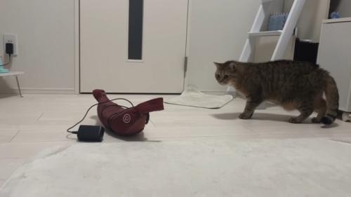 見つめる姿
