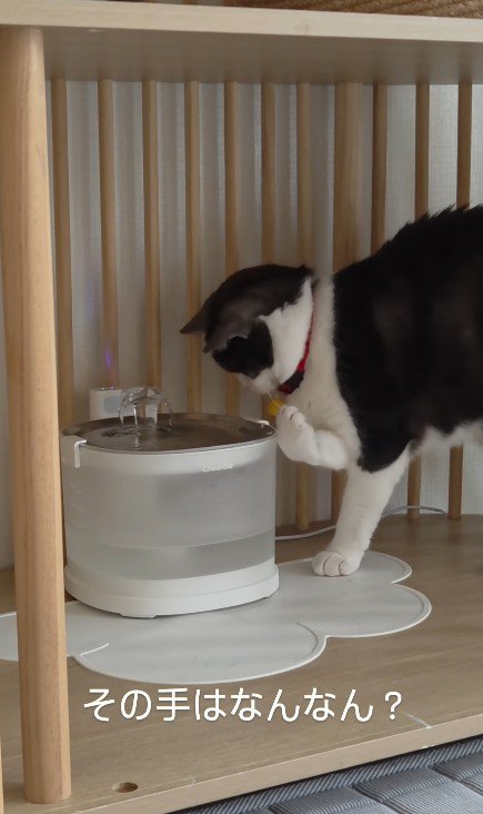 給水器の前の猫