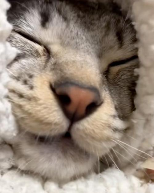 包まれる猫