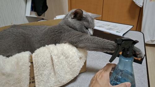 ボトルを触る猫の写真1