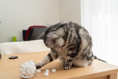 角砂糖を落とそうとしている猫