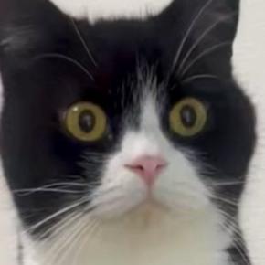 何かが気になっている様子の猫→『一歩踏み出した』次の瞬間…驚きの光景に1万いいね「なかなかのバランス感覚w」「すごい上手w」と爆笑の声