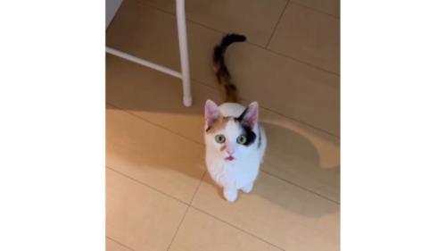 室内にいる猫