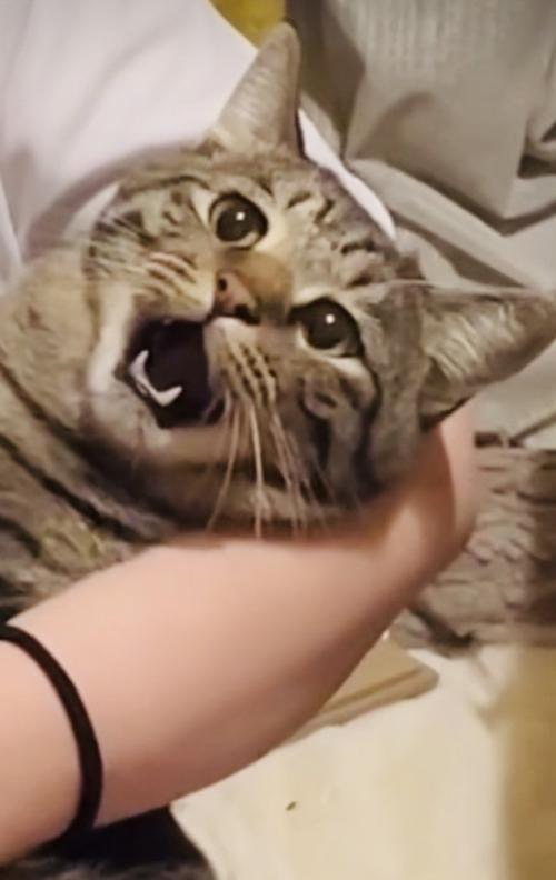 ママさんに爪を切られるキジトラ猫