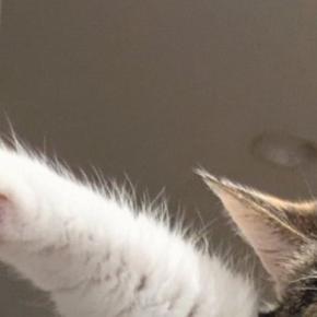 クローゼットの中の洋服を『毛だらけ』にした猫→飼い主に捕まった結果…笑ってしまう光景に６万いいね「表情がなんともｗ」「可愛いので無罪」