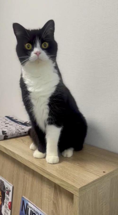 棚の上に座っている猫