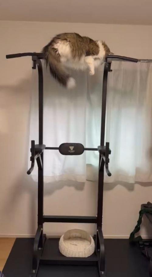 懸垂の器械の上にぶら下がっている猫